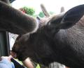 images/Schweden/Schweden 2012/IMG_0759.jpg